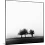 3 Trees in Fog-Rory Garforth-Mounted Photographic Print