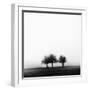 3 Trees in Fog-Rory Garforth-Framed Premium Photographic Print