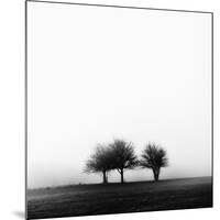 3 Trees in Fog-Rory Garforth-Mounted Photographic Print