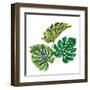 3 Vector Tropical Palm Leaves. Realistic Drawing in Vintage Style. Isolated on White. Monstera Leav-rosapompelmo-Framed Art Print