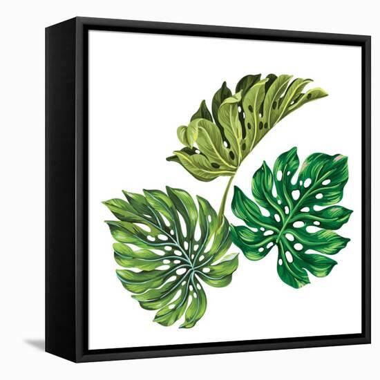 3 Vector Tropical Palm Leaves. Realistic Drawing in Vintage Style. Isolated on White. Monstera Leav-rosapompelmo-Framed Stretched Canvas