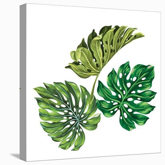 3 Vector Tropical Palm Leaves. Realistic Drawing in Vintage Style. Isolated on White. Monstera Leav-rosapompelmo-Stretched Canvas