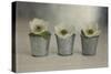 3 White Anemonies in Metal Vases-Tom Quartermaine-Stretched Canvas