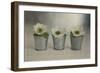 3 White Anemonies in Metal Vases-Tom Quartermaine-Framed Giclee Print