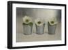 3 White Anemonies in Metal Vases-Tom Quartermaine-Framed Giclee Print