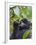 3-year-old Gorilla baby in the forest, Bwindi Impenetrable National Park, Uganda-Keren Su-Framed Photographic Print