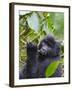 3-year-old Gorilla baby in the forest, Bwindi Impenetrable National Park, Uganda-Keren Su-Framed Photographic Print