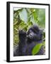 3-year-old Gorilla baby in the forest, Bwindi Impenetrable National Park, Uganda-Keren Su-Framed Photographic Print