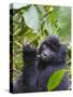3-year-old Gorilla baby in the forest, Bwindi Impenetrable National Park, Uganda-Keren Su-Stretched Canvas