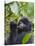 3-year-old Gorilla baby in the forest, Bwindi Impenetrable National Park, Uganda-Keren Su-Stretched Canvas