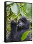 3-year-old Gorilla baby in the forest, Bwindi Impenetrable National Park, Uganda-Keren Su-Framed Stretched Canvas