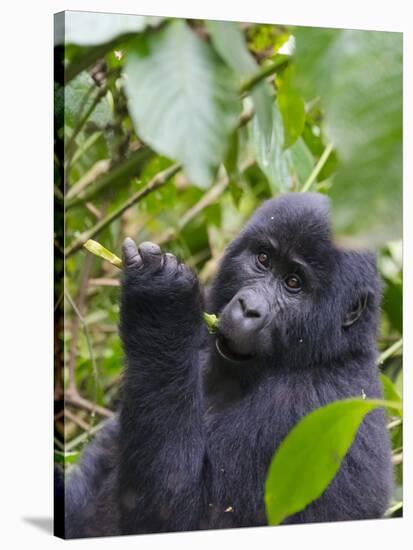 3-year-old Gorilla baby in the forest, Bwindi Impenetrable National Park, Uganda-Keren Su-Stretched Canvas