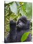 3-year-old Gorilla baby in the forest, Bwindi Impenetrable National Park, Uganda-Keren Su-Stretched Canvas