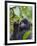 3-year-old Gorilla baby in the forest, Bwindi Impenetrable National Park, Uganda-Keren Su-Framed Photographic Print