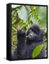 3-year-old Gorilla baby in the forest, Bwindi Impenetrable National Park, Uganda-Keren Su-Framed Stretched Canvas