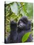 3-year-old Gorilla baby in the forest, Bwindi Impenetrable National Park, Uganda-Keren Su-Stretched Canvas