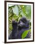 3-year-old Gorilla baby in the forest, Bwindi Impenetrable National Park, Uganda-Keren Su-Framed Photographic Print