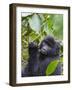 3-year-old Gorilla baby in the forest, Bwindi Impenetrable National Park, Uganda-Keren Su-Framed Photographic Print