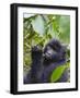 3-year-old Gorilla baby in the forest, Bwindi Impenetrable National Park, Uganda-Keren Su-Framed Photographic Print