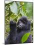 3-year-old Gorilla baby in the forest, Bwindi Impenetrable National Park, Uganda-Keren Su-Mounted Photographic Print