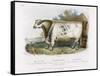 3-Year Old Shorthorn Bull-Nicholson & Shields-Framed Stretched Canvas