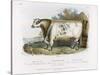 3-Year Old Shorthorn Bull-Nicholson & Shields-Stretched Canvas