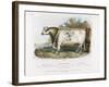 3-Year Old Shorthorn Bull-Nicholson & Shields-Framed Art Print