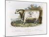 3-Year Old Shorthorn Bull-Nicholson & Shields-Mounted Art Print