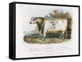3-Year Old Shorthorn Bull-Nicholson & Shields-Framed Stretched Canvas