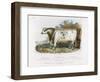 3-Year Old Shorthorn Bull-Nicholson & Shields-Framed Art Print