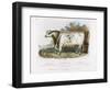 3-Year Old Shorthorn Bull-Nicholson & Shields-Framed Art Print