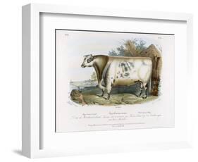 3-Year Old Shorthorn Bull-Nicholson & Shields-Framed Art Print