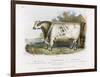 3-Year Old Shorthorn Bull-Nicholson & Shields-Framed Art Print