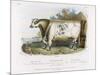 3-Year Old Shorthorn Bull-Nicholson & Shields-Mounted Art Print