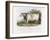 3-Year Old Shorthorn Bull-Nicholson & Shields-Framed Art Print