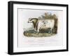 3-Year Old Shorthorn Bull-Nicholson & Shields-Framed Art Print