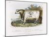 3-Year Old Shorthorn Bull-Nicholson & Shields-Mounted Art Print