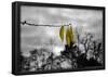 3 Yellow Leaves-null-Framed Poster