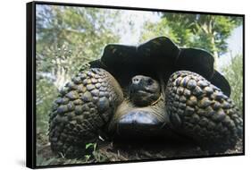 300 Pound Wild Galapagos Tortoise-W. Perry Conway-Framed Stretched Canvas