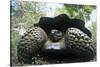 300 Pound Wild Galapagos Tortoise-W. Perry Conway-Stretched Canvas
