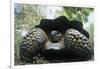 300 Pound Wild Galapagos Tortoise-W. Perry Conway-Framed Photographic Print