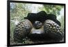 300 Pound Wild Galapagos Tortoise-W. Perry Conway-Framed Photographic Print