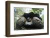 300 Pound Wild Galapagos Tortoise-W. Perry Conway-Framed Photographic Print