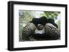 300 Pound Wild Galapagos Tortoise-W. Perry Conway-Framed Photographic Print