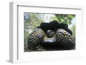 300 Pound Wild Galapagos Tortoise-W. Perry Conway-Framed Photographic Print