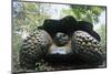 300 Pound Wild Galapagos Tortoise-W. Perry Conway-Mounted Photographic Print