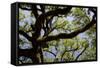 300-Year-Old Oak Tree, Vacherie, New Orleans, Louisiana, USA-Cindy Miller Hopkins-Framed Stretched Canvas