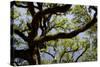 300-Year-Old Oak Tree, Vacherie, New Orleans, Louisiana, USA-Cindy Miller Hopkins-Stretched Canvas