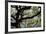 300-Year-Old Oak Tree, Vacherie, New Orleans, Louisiana, USA-Cindy Miller Hopkins-Framed Photographic Print