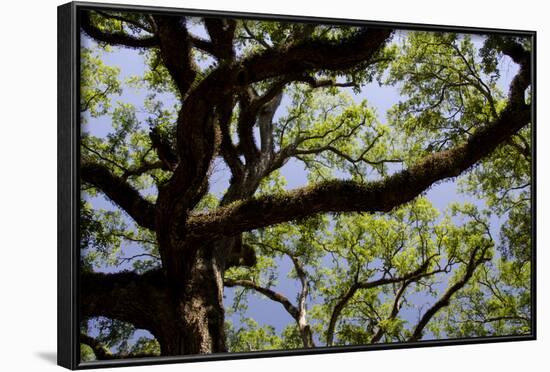 300-Year-Old Oak Tree, Vacherie, New Orleans, Louisiana, USA-Cindy Miller Hopkins-Framed Photographic Print